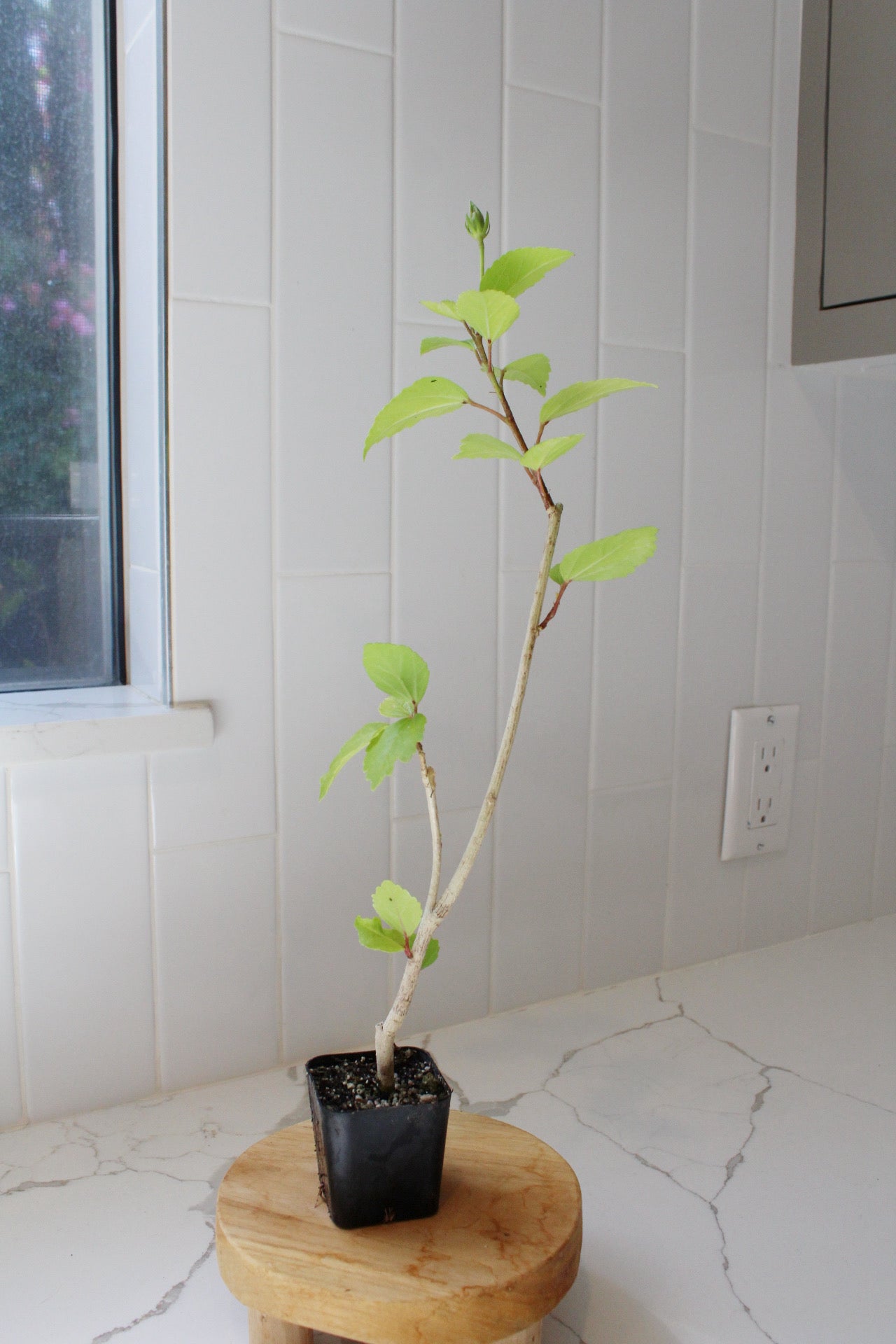 Tropical Hibiscus Lipstick Pink – Live Starter Plant for Garden