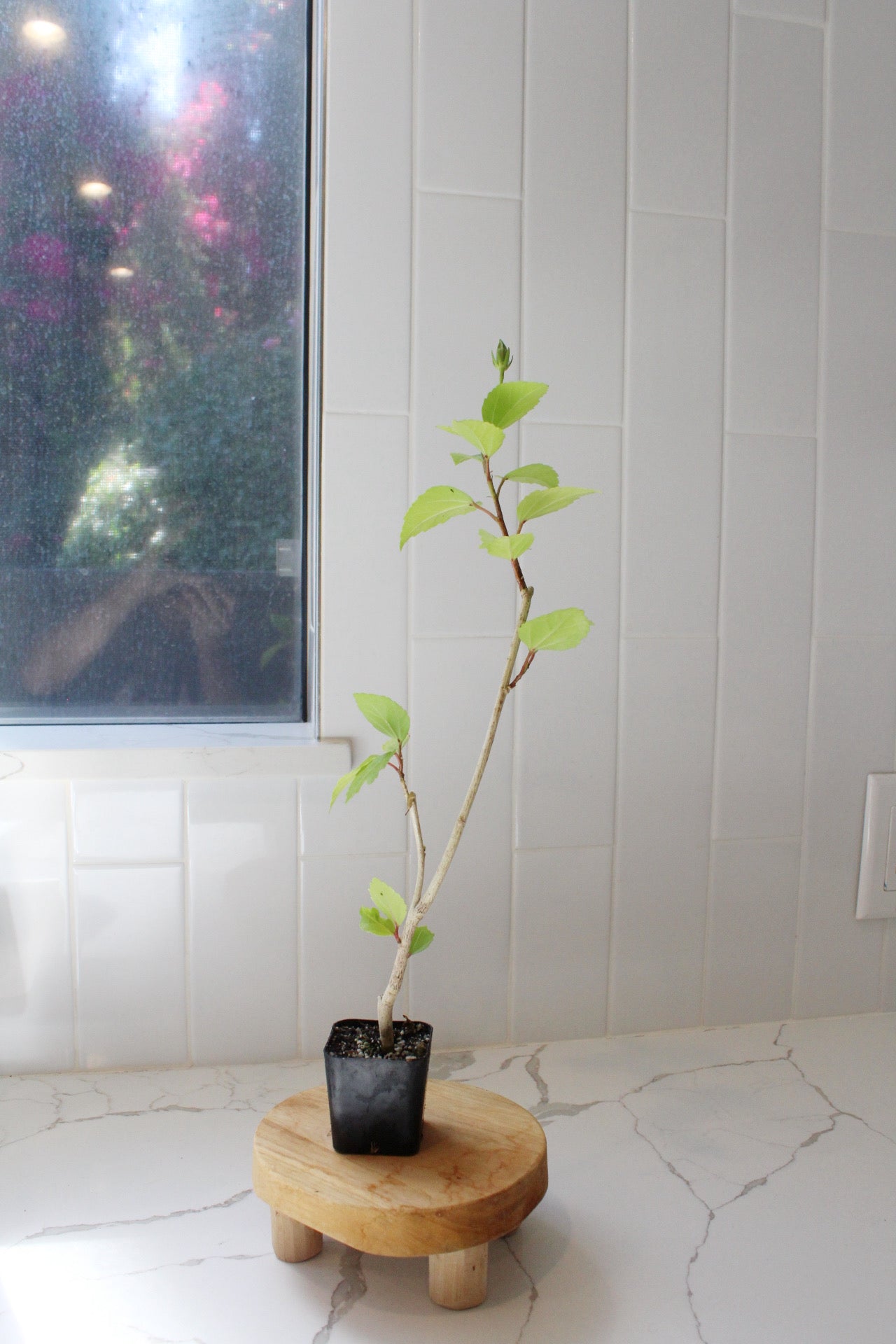 Tropical Hibiscus Lipstick Pink – Live Starter Plant for Garden