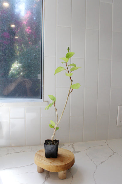 Tropical Hibiscus Lipstick Pink – Live Starter Plant for Garden