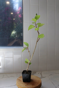 Tropical Hibiscus Lipstick Pink – Live Starter Plant for Garden