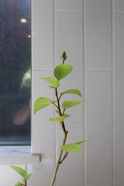 Tropical Hibiscus Lipstick Pink – Live Starter Plant for Garden