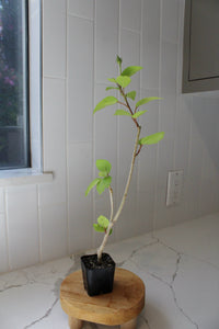 Tropical Hibiscus Lipstick Pink – Live Starter Plant for Garden