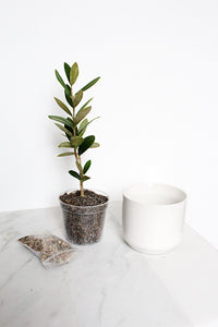 Little Ollie Bonsai Gift Set