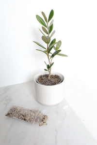 Little Ollie Bonsai Gift Set