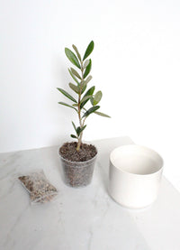 Little Ollie Bonsai Gift Set