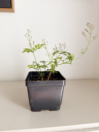 Large Pink Jasmine Vine - Fragrant Jasminum Polyanthum Starter Plant