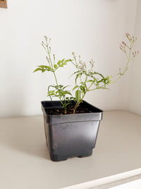 Large Pink Jasmine Vine - Fragrant Jasminum Polyanthum Starter Plant