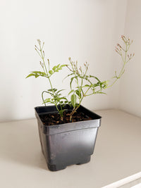 Large Pink Jasmine Vine - Fragrant Jasminum Polyanthum Starter Plant