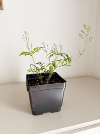 Large Pink Jasmine Vine - Fragrant Jasminum Polyanthum Starter Plant