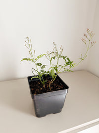 Large Pink Jasmine Vine - Fragrant Jasminum Polyanthum Starter Plant