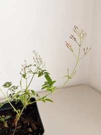 Large Pink Jasmine Vine - Fragrant Jasminum Polyanthum Starter Plant