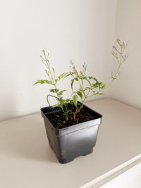 Large Pink Jasmine Vine - Fragrant Jasminum Polyanthum Starter Plant