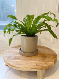 Brown Ceramic Pot with Saucer