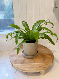 Brown Ceramic Pot with Saucer