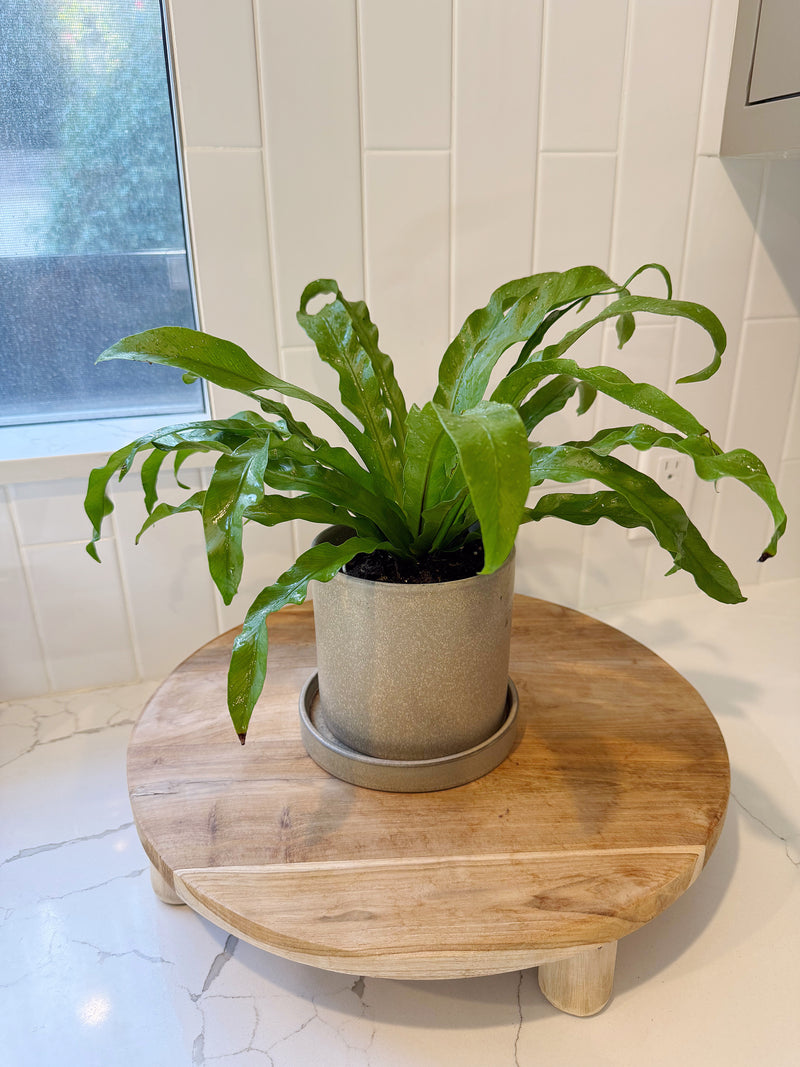 Brown Ceramic Pot with Saucer