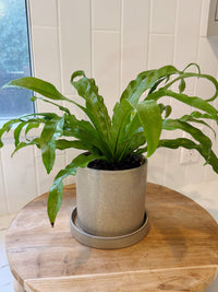 Brown Ceramic Pot with Saucer