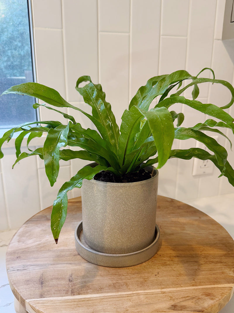 Brown Ceramic Pot with Saucer