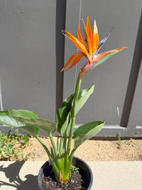 Bird of Paradise (Strelitzia Reginae) – Tropical Houseplant (1 Gallon)