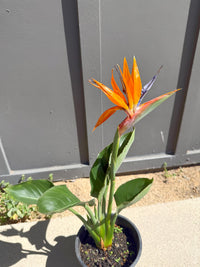 Bird of Paradise (Strelitzia Reginae) – Tropical Houseplant (1 Gallon)