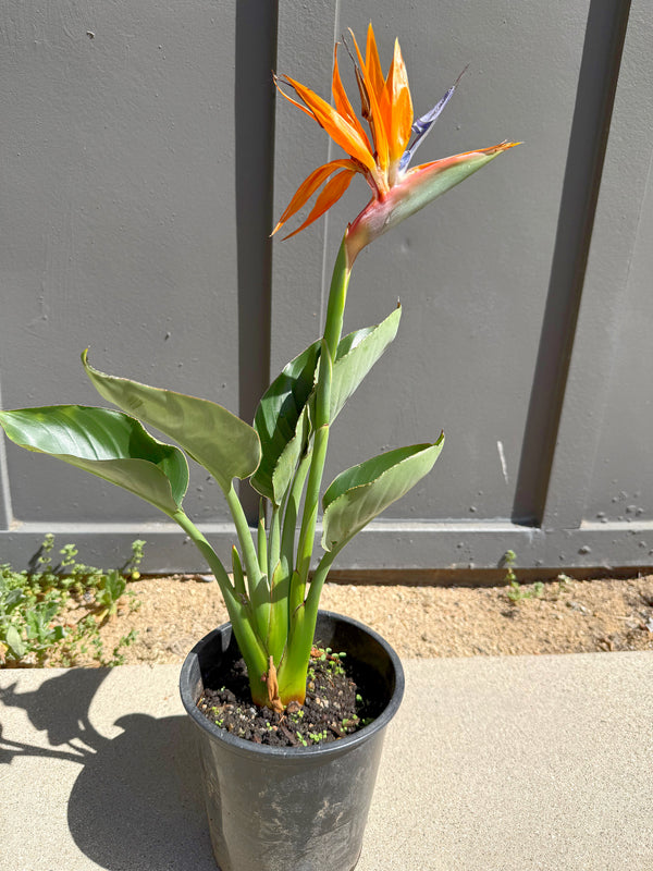 Bird of Paradise (Strelitzia Reginae) – Tropical Houseplant (1 Gallon)