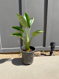 Bird of Paradise (Strelitzia Reginae) – Tropical Houseplant (1 Gallon)