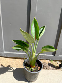 Bird of Paradise (Strelitzia Reginae) – Tropical Houseplant (1 Gallon)