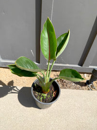Bird of Paradise (Strelitzia Reginae) – Tropical Houseplant (1 Gallon)