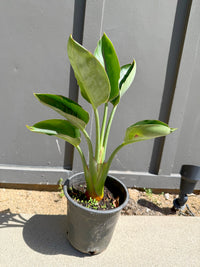 Bird of Paradise (Strelitzia Reginae) – Tropical Houseplant (1 Gallon)