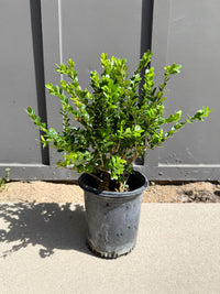Green Beauty Boxwood – Evergreen Hedge Shrub (1 Gallon)