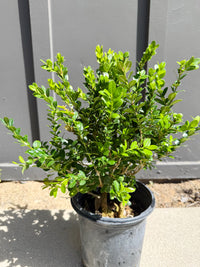 Green Beauty Boxwood – Evergreen Hedge Shrub (1 Gallon)