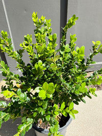 Green Beauty Boxwood – Evergreen Hedge Shrub (1 Gallon)