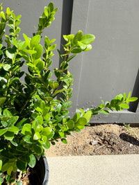 Green Beauty Boxwood – Evergreen Hedge Shrub (1 Gallon)