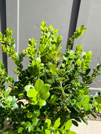 Green Beauty Boxwood – Evergreen Hedge Shrub (1 Gallon)