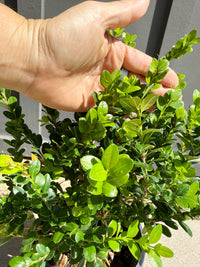 Green Beauty Boxwood – Evergreen Hedge Shrub (1 Gallon)