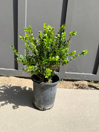Green Beauty Boxwood – Evergreen Hedge Shrub (1 Gallon)