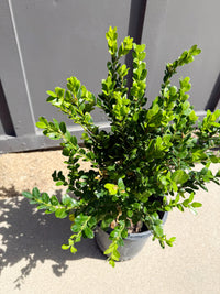 Green Beauty Boxwood – Evergreen Hedge Shrub (1 Gallon)