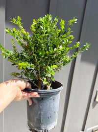 Green Beauty Boxwood – Evergreen Hedge Shrub (1 Gallon)