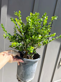 Green Beauty Boxwood – Evergreen Hedge Shrub (1 Gallon)