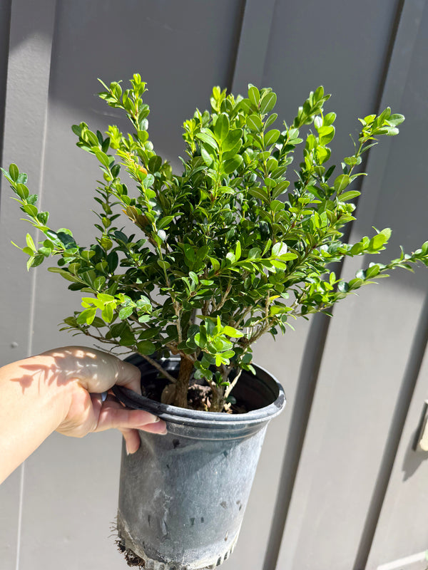 Green Beauty Boxwood – Evergreen Hedge Shrub (1 Gallon)