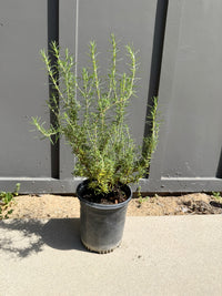 Rosemary – Fragrant Culinary Herb Plant (1 Gallon)
