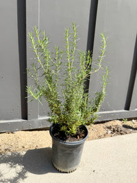 Rosemary – Fragrant Culinary Herb Plant (1 Gallon)