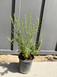 Rosemary – Fragrant Culinary Herb Plant (1 Gallon)