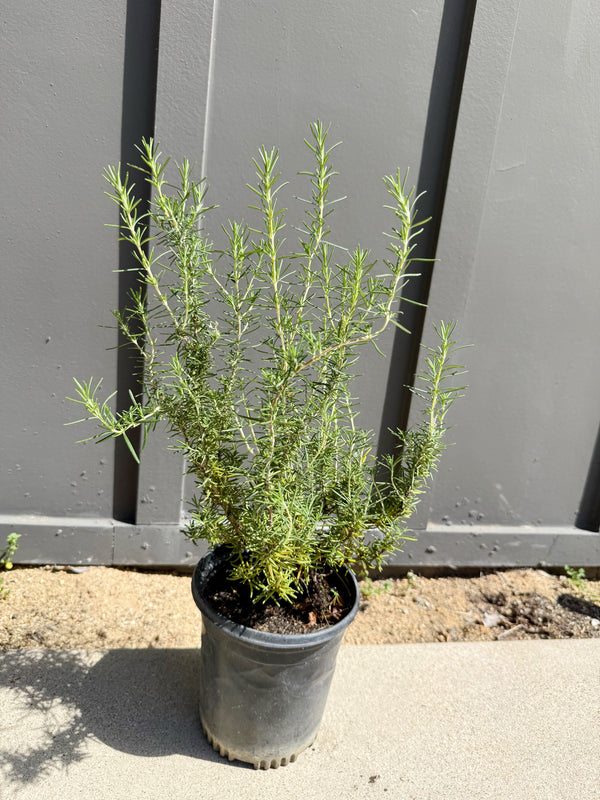 Rosemary – Fragrant Culinary Herb Plant (1 Gallon)