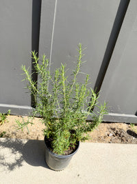 Rosemary – Fragrant Culinary Herb Plant (1 Gallon)