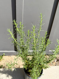 Rosemary – Fragrant Culinary Herb Plant (1 Gallon)