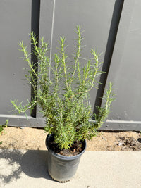 Rosemary – Fragrant Culinary Herb Plant (1 Gallon)