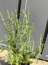 Rosemary – Fragrant Culinary Herb Plant (1 Gallon)
