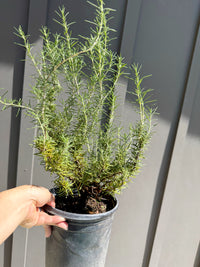 Rosemary – Fragrant Culinary Herb Plant (1 Gallon)