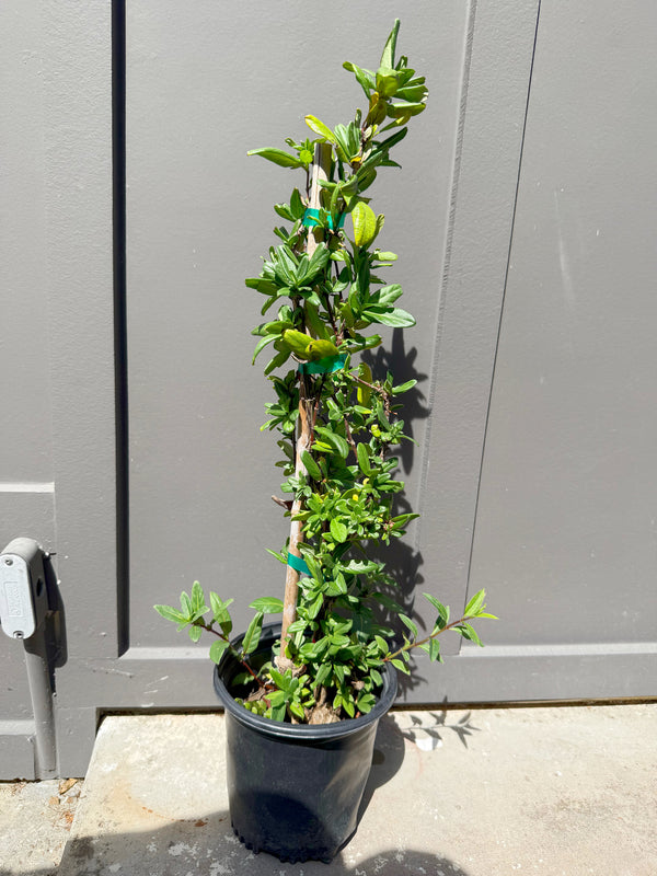 Japanese Honeysuckle ‘Halliana’ – Fragrant Climbing Vine (1 Gallon)