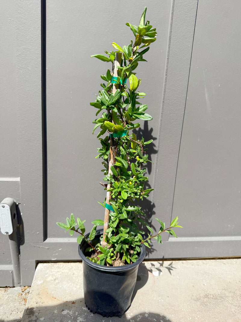 Japanese Honeysuckle ‘Halliana’ – Fragrant Climbing Vine (1 Gallon)